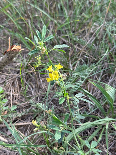 Medicago × varia, photograph 5