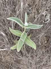 Asclepias eriocarpa, photograph (c) Annette Herz, some rights reserved (CC BY)