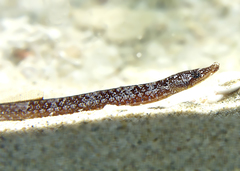 Pugnaso curtirostris