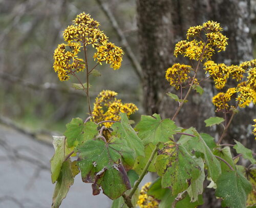 Roldana petasitis, photograph 2