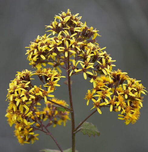 Roldana petasitis, photograph 3