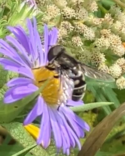 Black-shouldered Drone Fly