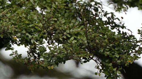 Nothofagus solandri, photograph 5