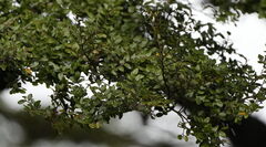 (c) William Harland, some rights reserved (CC BY) Nothofagus solandri, photograph (c) William Harland, some rights reserved (CC BY)