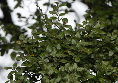 Nothofagus solandri, photograph 3
