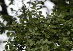 (c) William Harland, some rights reserved (CC BY) Nothofagus solandri, photograph (c) William Harland, some rights reserved (CC BY)