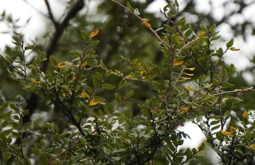 Nothofagus solandri, photograph 4