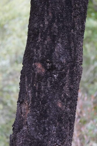 Nothofagus solandri, photograph 6