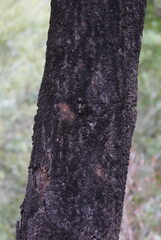 Nothofagus solandri, photograph (c) William Harland, some rights reserved (CC BY)