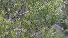 Prumnopitys taxifolia, photograph (c) William Harland, some rights reserved (CC BY)