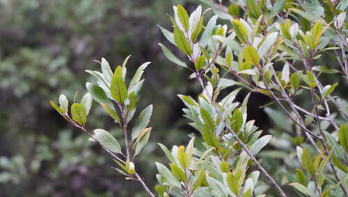 Elaeocarpus hookerianus, photograph 4