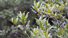 Elaeocarpus hookerianus, photograph (c) William Harland, some rights reserved (CC BY)