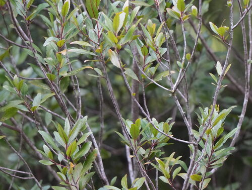 Elaeocarpus hookerianus, photograph 5
