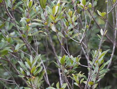 Elaeocarpus hookerianus, photograph (c) William Harland, some rights reserved (CC BY)