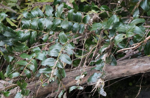 Coriaria arborea, photograph 6