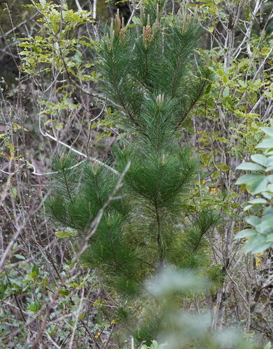 Pinus radiata, photograph 5