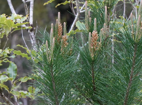 Pinus radiata, photograph 3