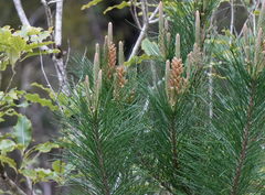(c) William Harland, some rights reserved (CC BY) Pinus radiata, photograph (c) William Harland, some rights reserved (CC BY)