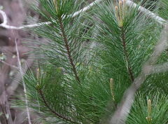 (c) William Harland, some rights reserved (CC BY) Pinus radiata, photograph (c) William Harland, some rights reserved (CC BY)