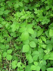 Rubus adenanthoides