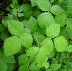 Rubus adenanthoides