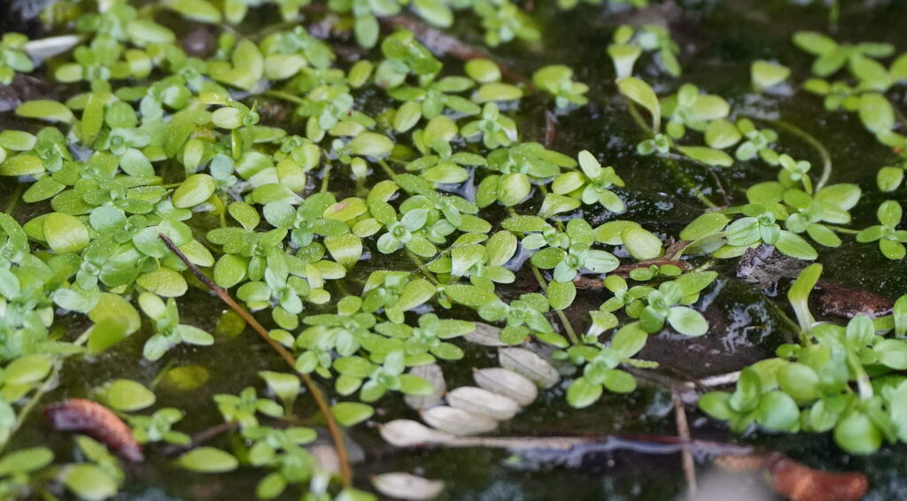 Callitriche stagnalis; photograph (c) William Harland, some rights reserved (CC BY)