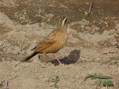 Emberiza goslingi