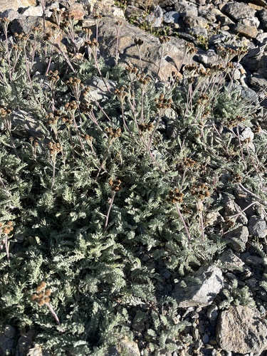 Dwarf Milfoil