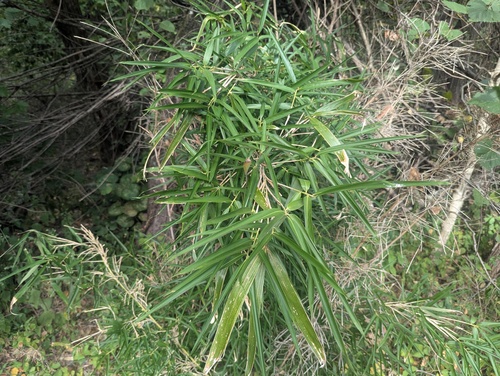 Arundinaria gigantea