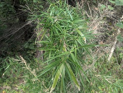 Arundinaria gigantea