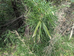 Arundinaria gigantea, photograph (c) Ryan Sorrells, some rights reserved (CC BY)