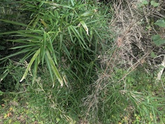 Arundinaria gigantea, photograph (c) Ryan Sorrells, some rights reserved (CC BY)