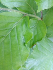 Aceria nervisequa