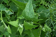 Atriplex sagittata