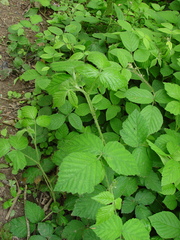 Rubus adenanthoides