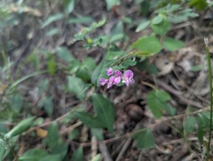 Lespedeza frutescens, photograph (c) Ryan Sorrells, some rights reserved (CC BY)
