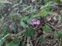 Lespedeza frutescens, photograph (c) Ryan Sorrells, some rights reserved (CC BY)