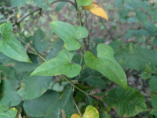 Dioscorea polystachya, photograph 1