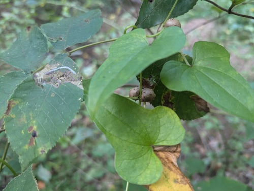 Dioscorea polystachya, photograph 2