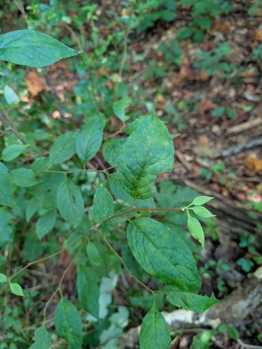 Ilex montana, photograph 5