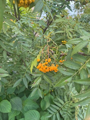 Sorbus japonica observed 2026-09-12