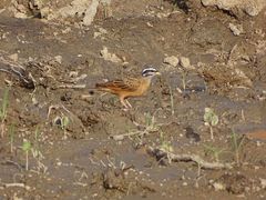 Emberiza goslingi