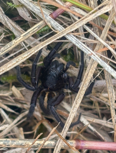 Raptor Wolf Spider