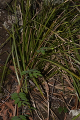 Breynia oblongifolia