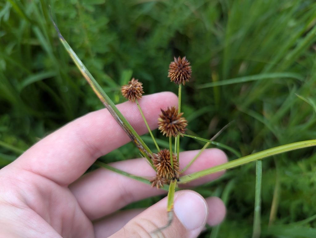 Cyperus echinatus; photograph (c) Ryan Sorrells, some rights reserved (CC BY)