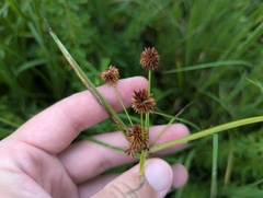 Cyperus echinatus
