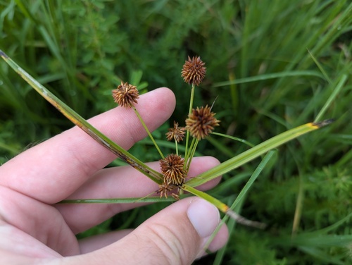 Cyperus echinatus, photograph 1