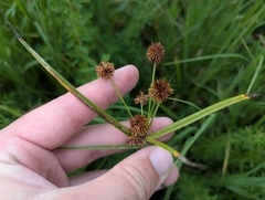 (c) Ryan Sorrells, some rights reserved (CC BY) Cyperus echinatus, photograph (c) Ryan Sorrells, some rights reserved (CC BY)