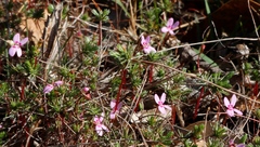 Stylidium repens