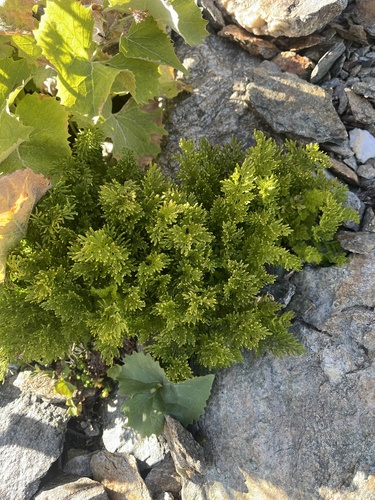 parsley fern